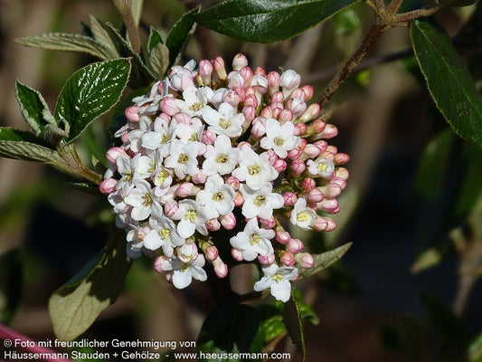 Oster-Schneeball (Viburnum x burkwoodii)