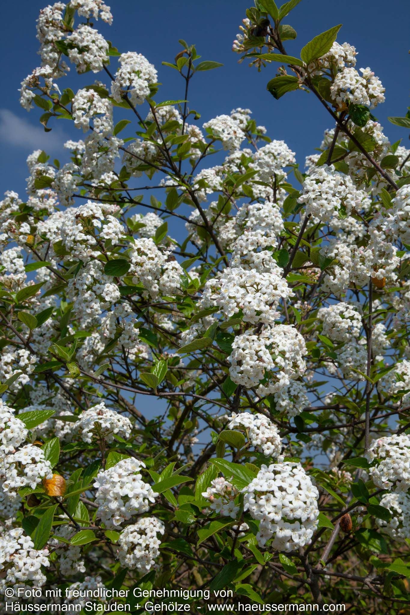 Oster-Schneeball (Viburnum x burkwoodii)