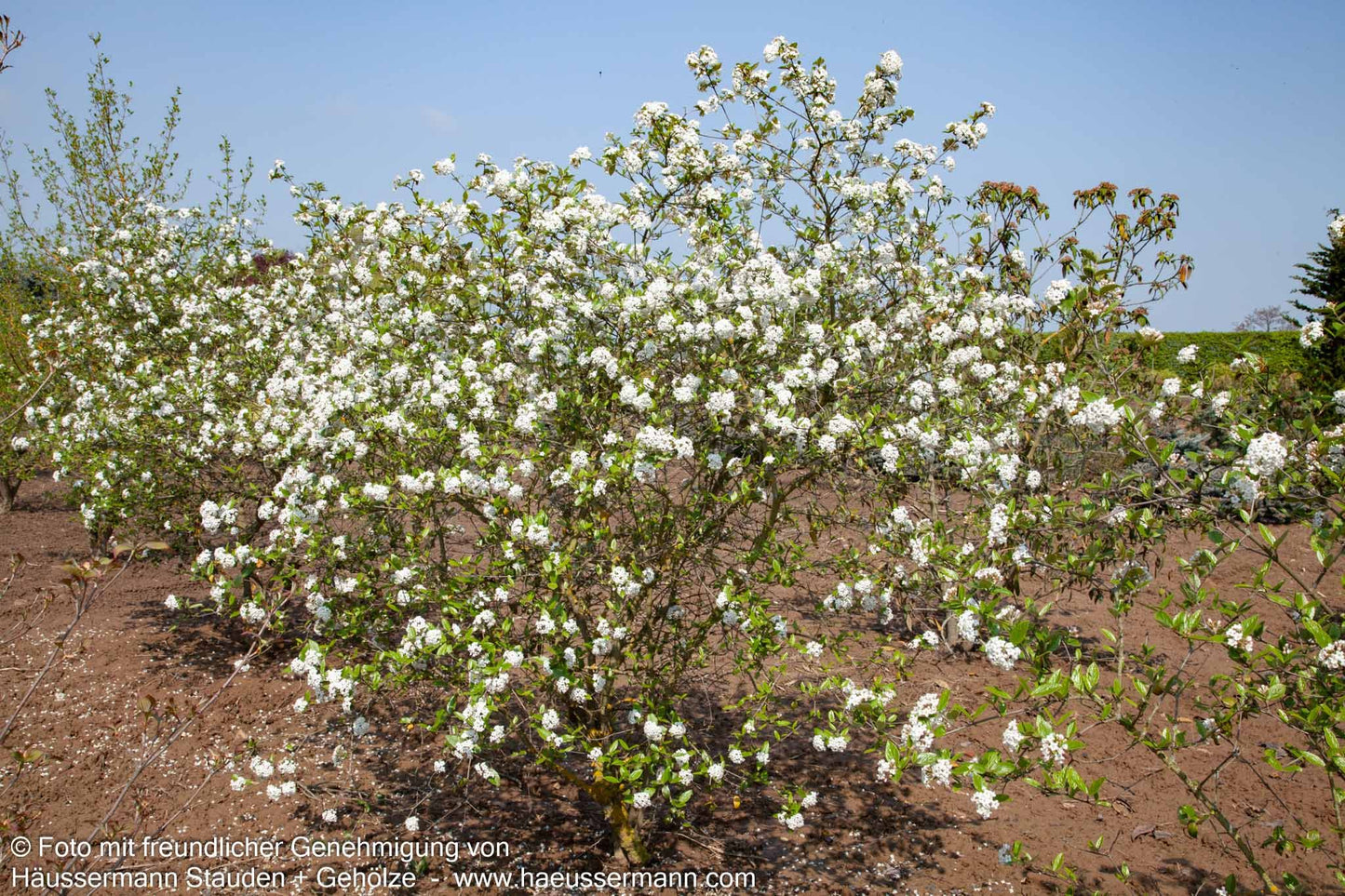 Oster-Schneeball (Viburnum x burkwoodii)