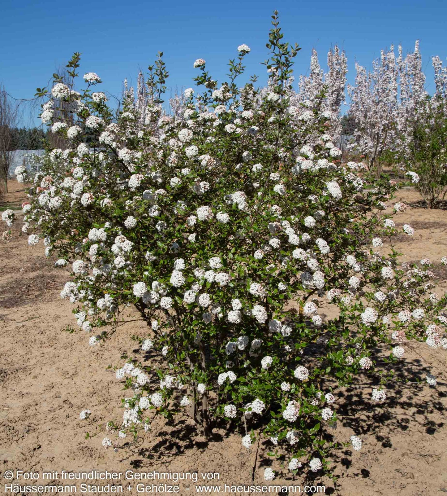 Oster-Schneeball (Viburnum x burkwoodii)