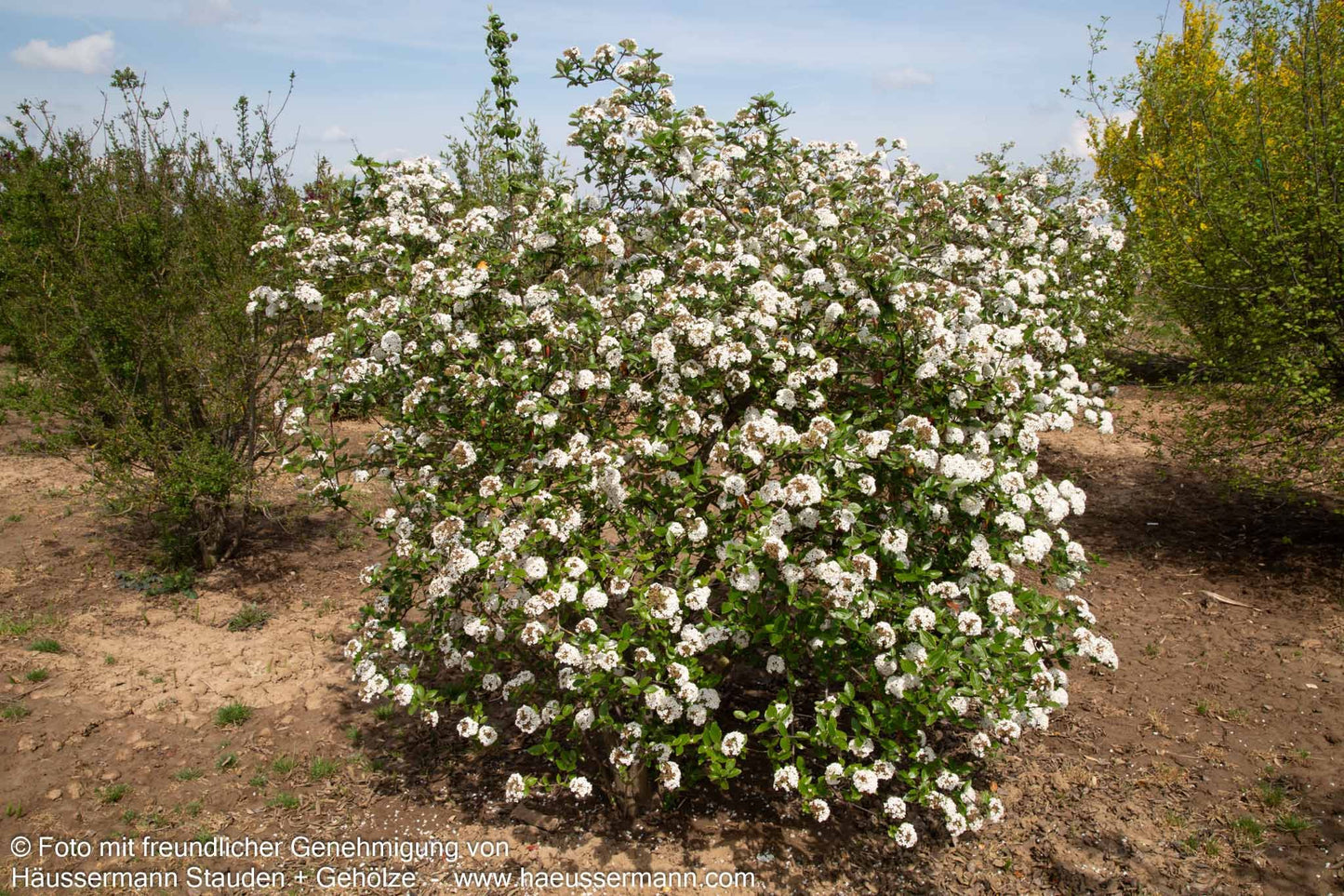 Oster-Schneeball (Viburnum x burkwoodii)