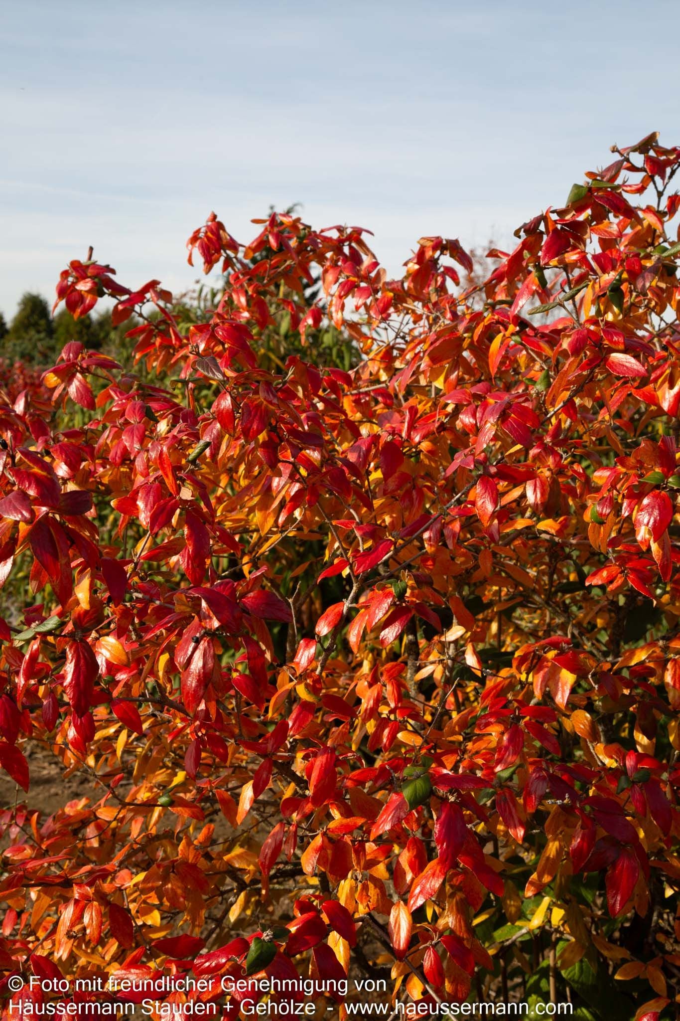 Oster-Schneeball (Viburnum x burkwoodii)