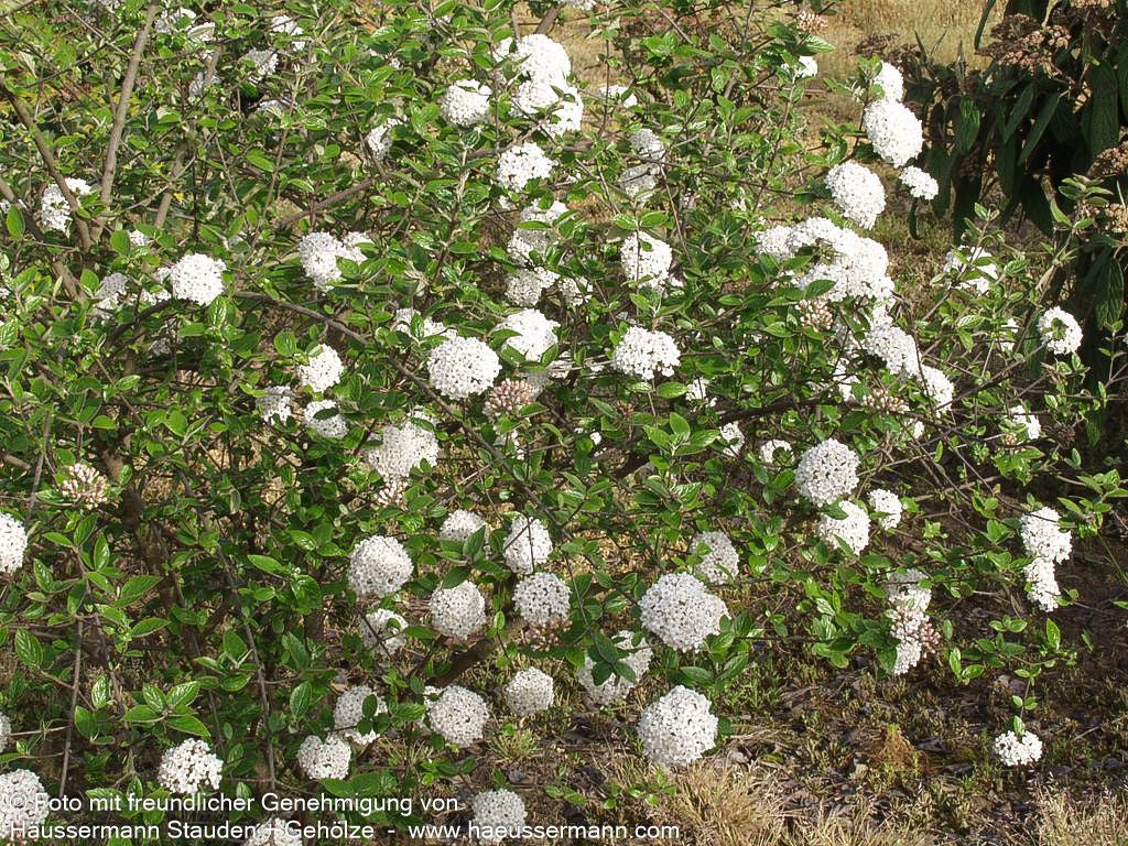 Oster-Schneeball (Viburnum x burkwoodii)