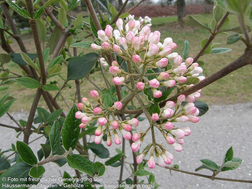 Oster-Schneeball (Viburnum x burkwoodii)