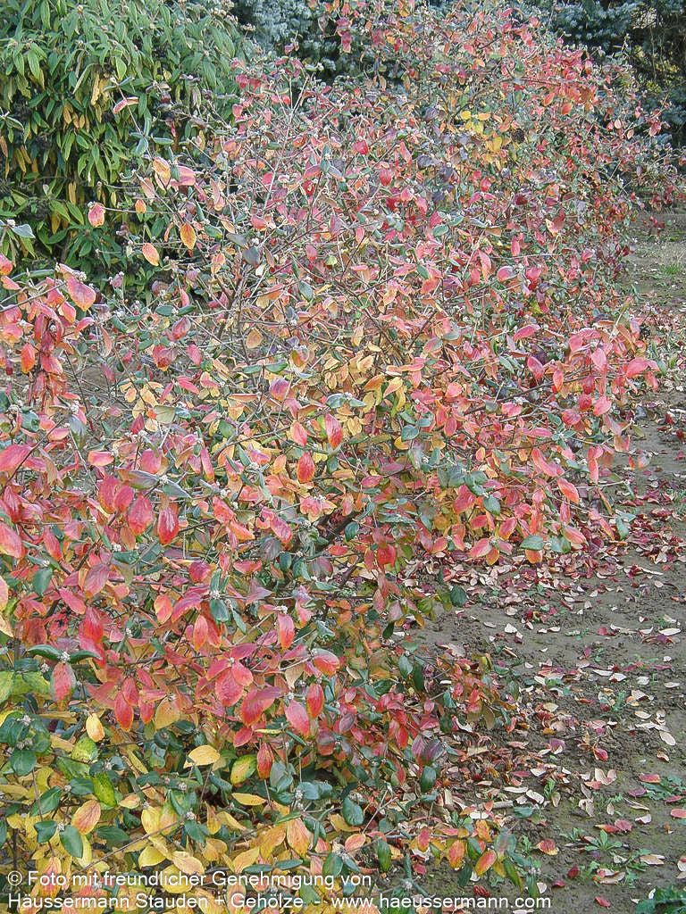 Oster-Schneeball (Viburnum x burkwoodii)