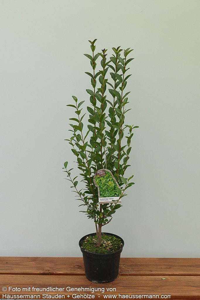 Ovalblättriger Liguster (Ligustrum ovalifolium)