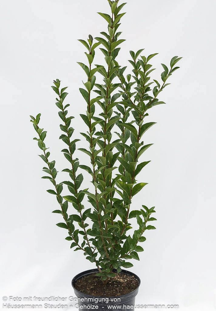 Ovalblättriger Liguster (Ligustrum ovalifolium)
