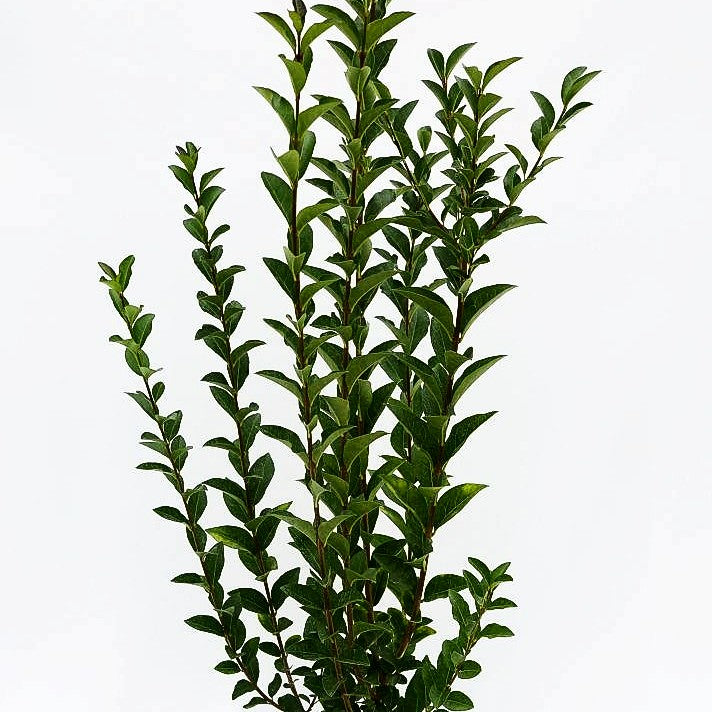 Ovalblättriger Liguster (Ligustrum ovalifolium)