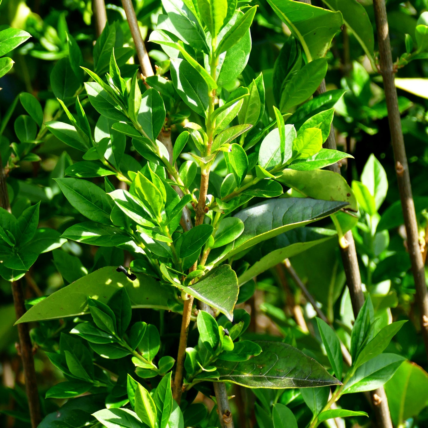 Ovalblättriger Liguster 'Mammoth' (Ligustrum ovalifolium)