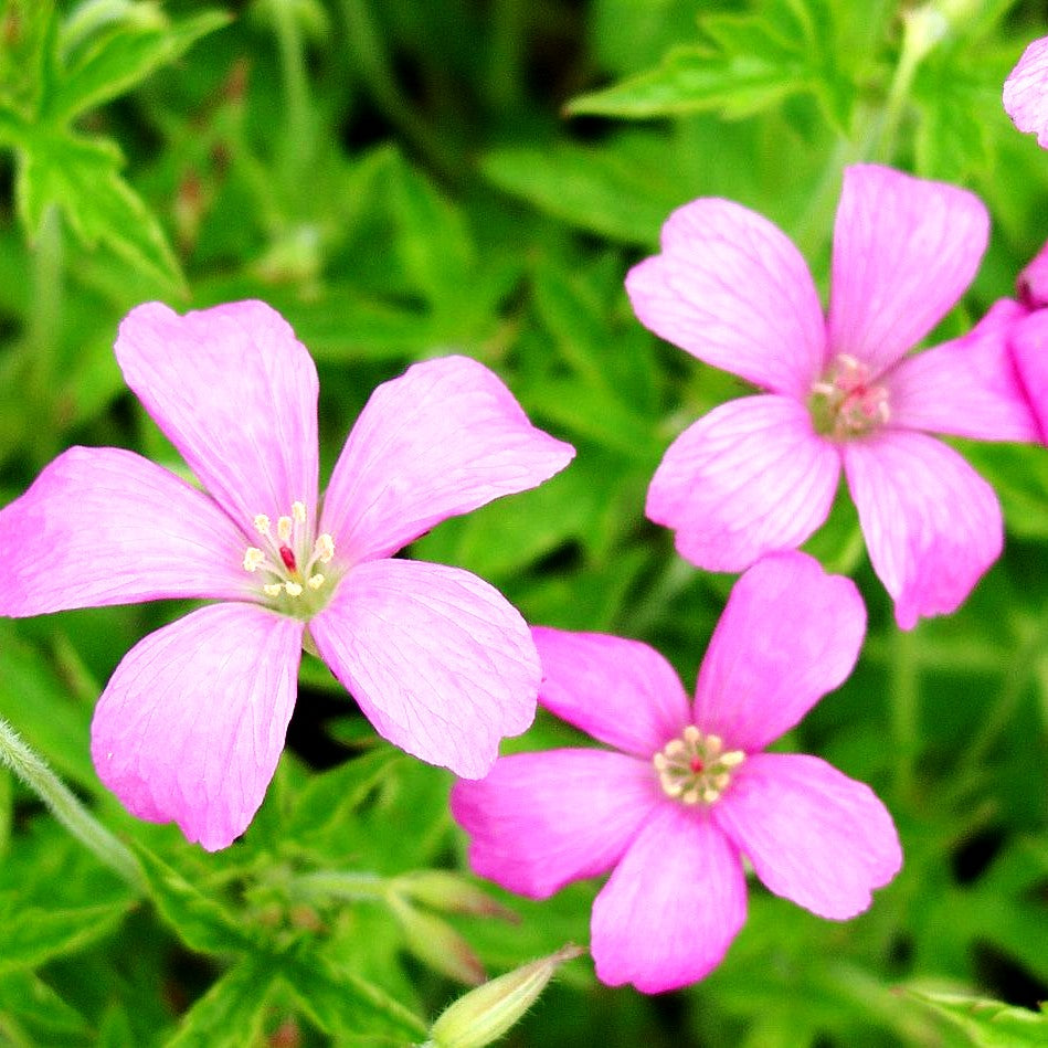 Oxford-Storchschnabel 'Rosenlicht' (Geranium x oxonianum)