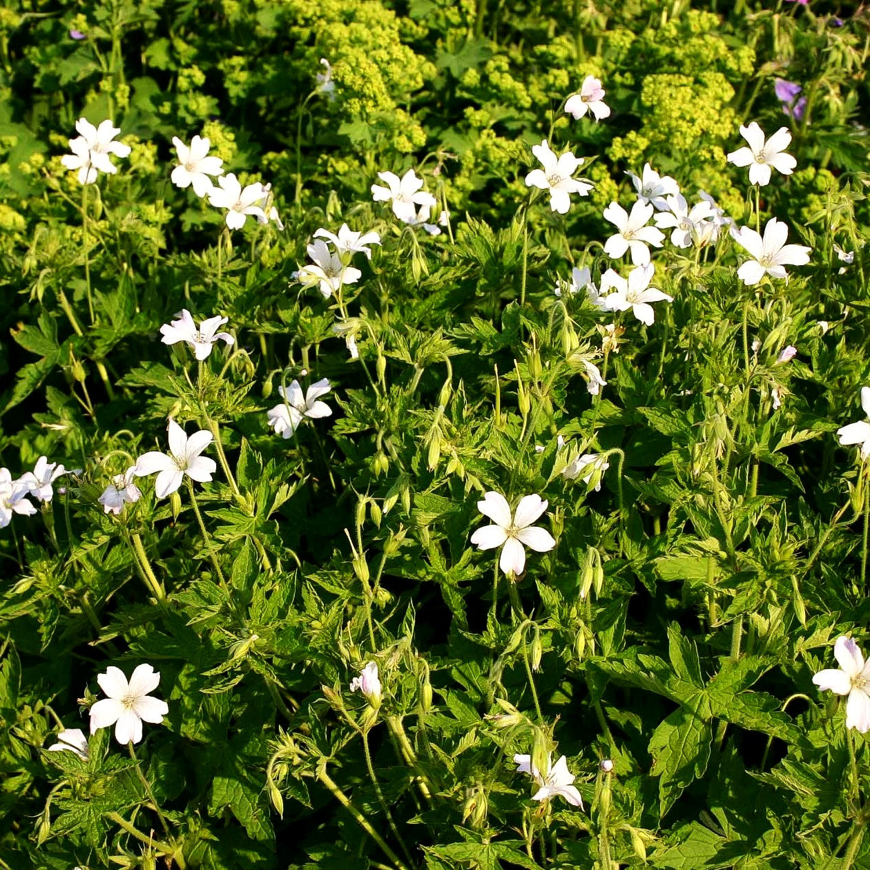 Oxford-Storchschnabel 'Trevor's White' (Geranium x oxonianum)