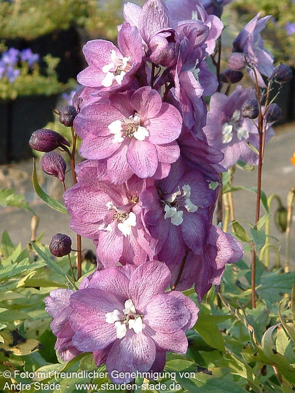 Pacific-Rittersporn 'Astolat' (Delphinium Pacific)