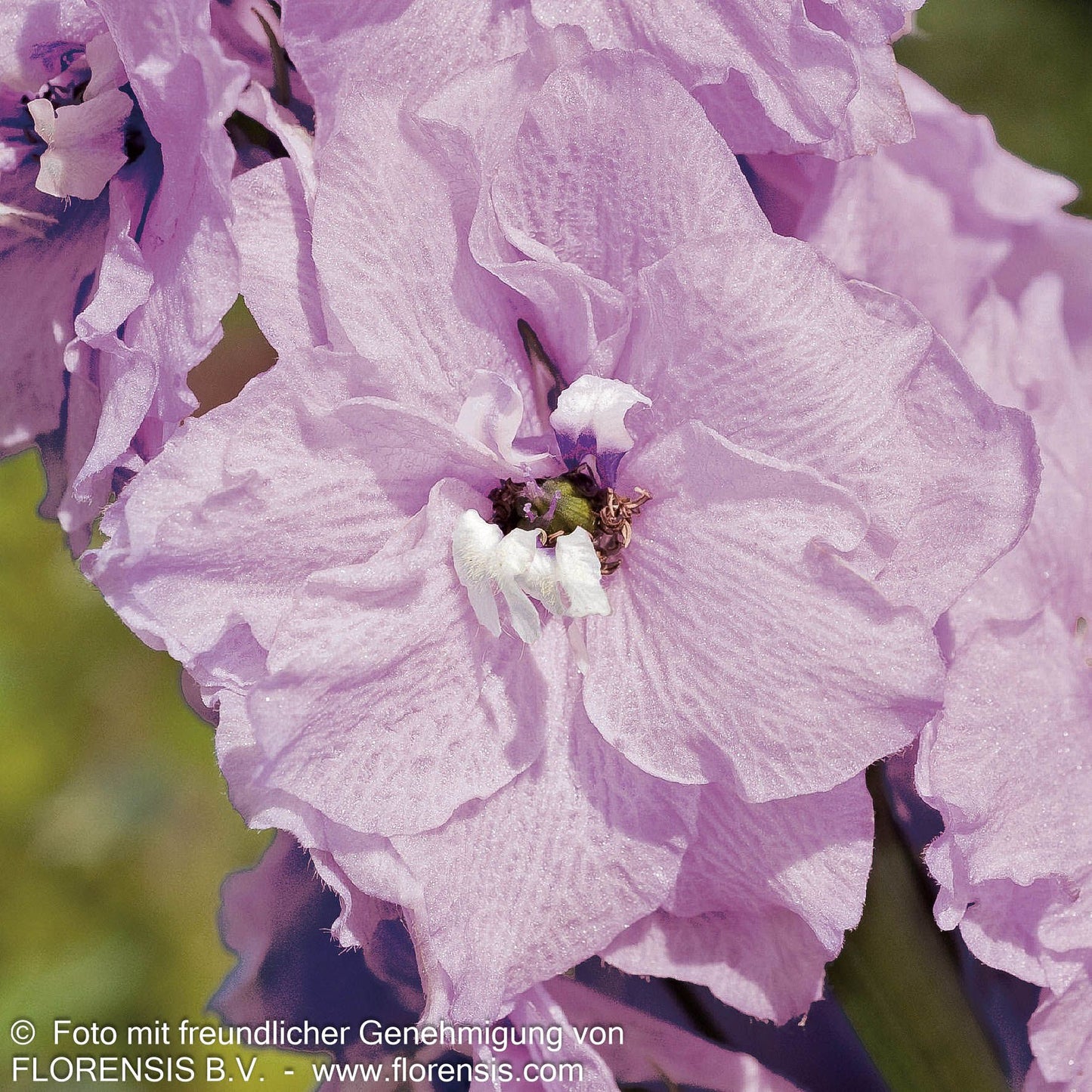 Pacific-Rittersporn 'Astolat' (Delphinium Pacific)