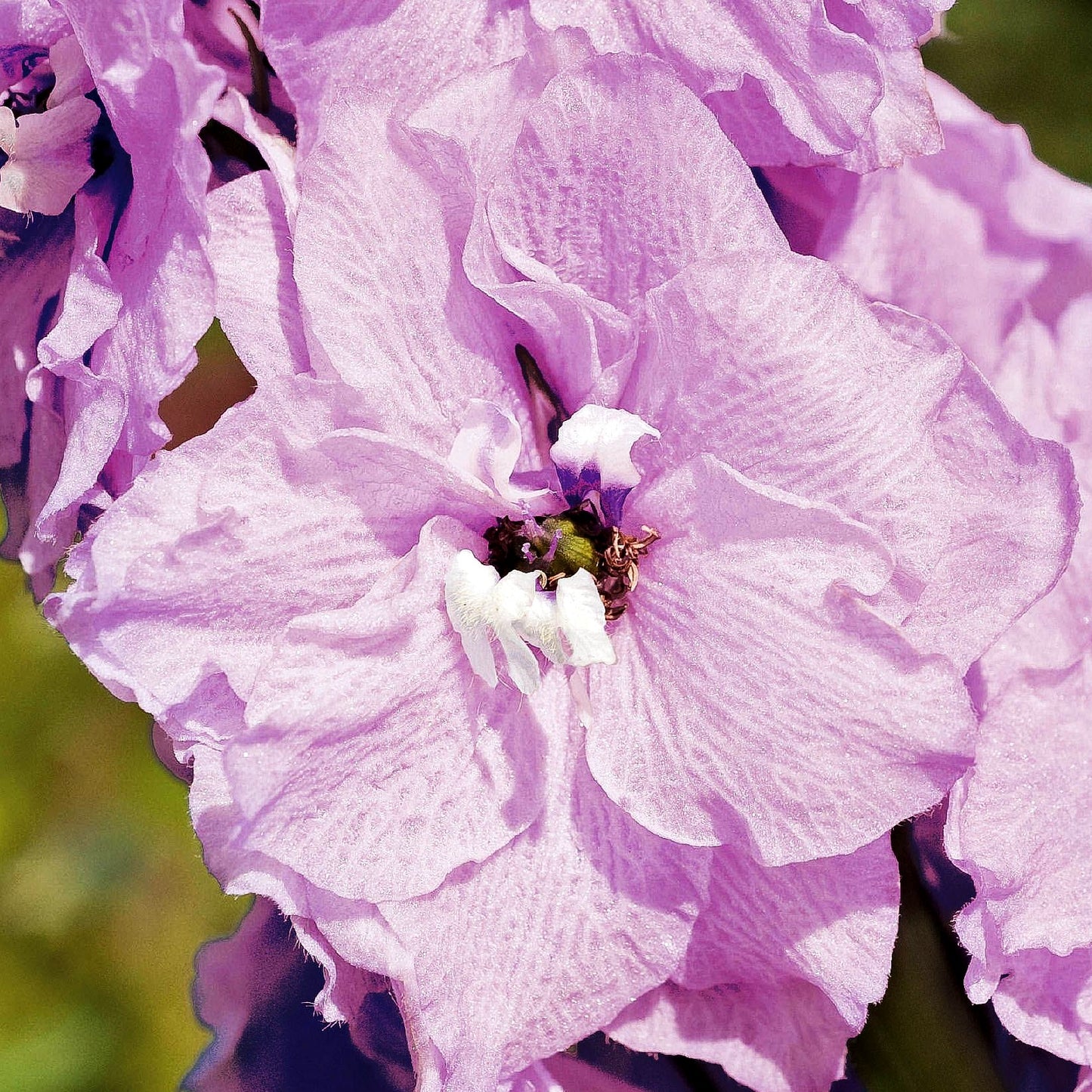 Pacific-Rittersporn 'Astolat' (Delphinium Pacific)