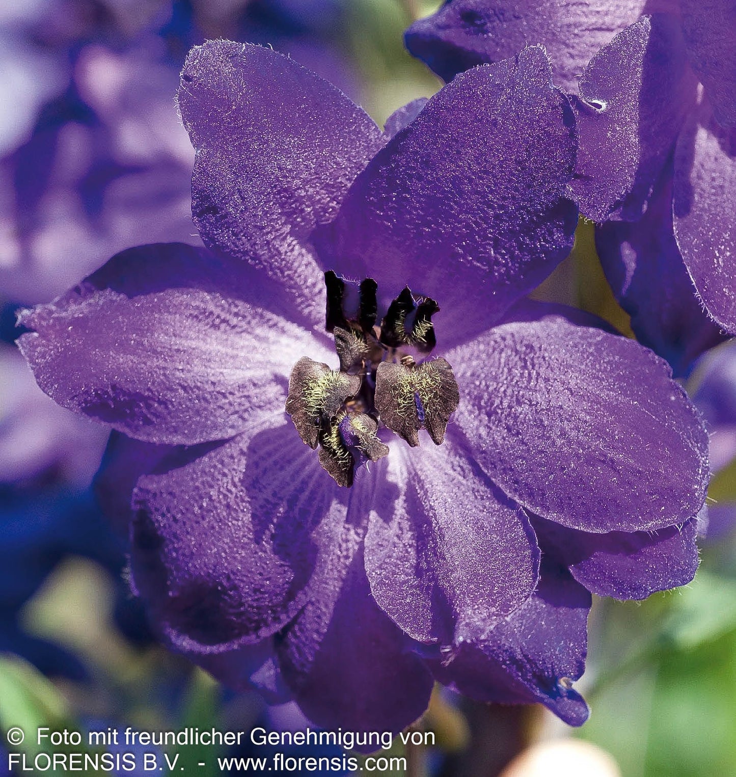 Pacific-Rittersporn 'Black Knight' (Delphinium Pacific)