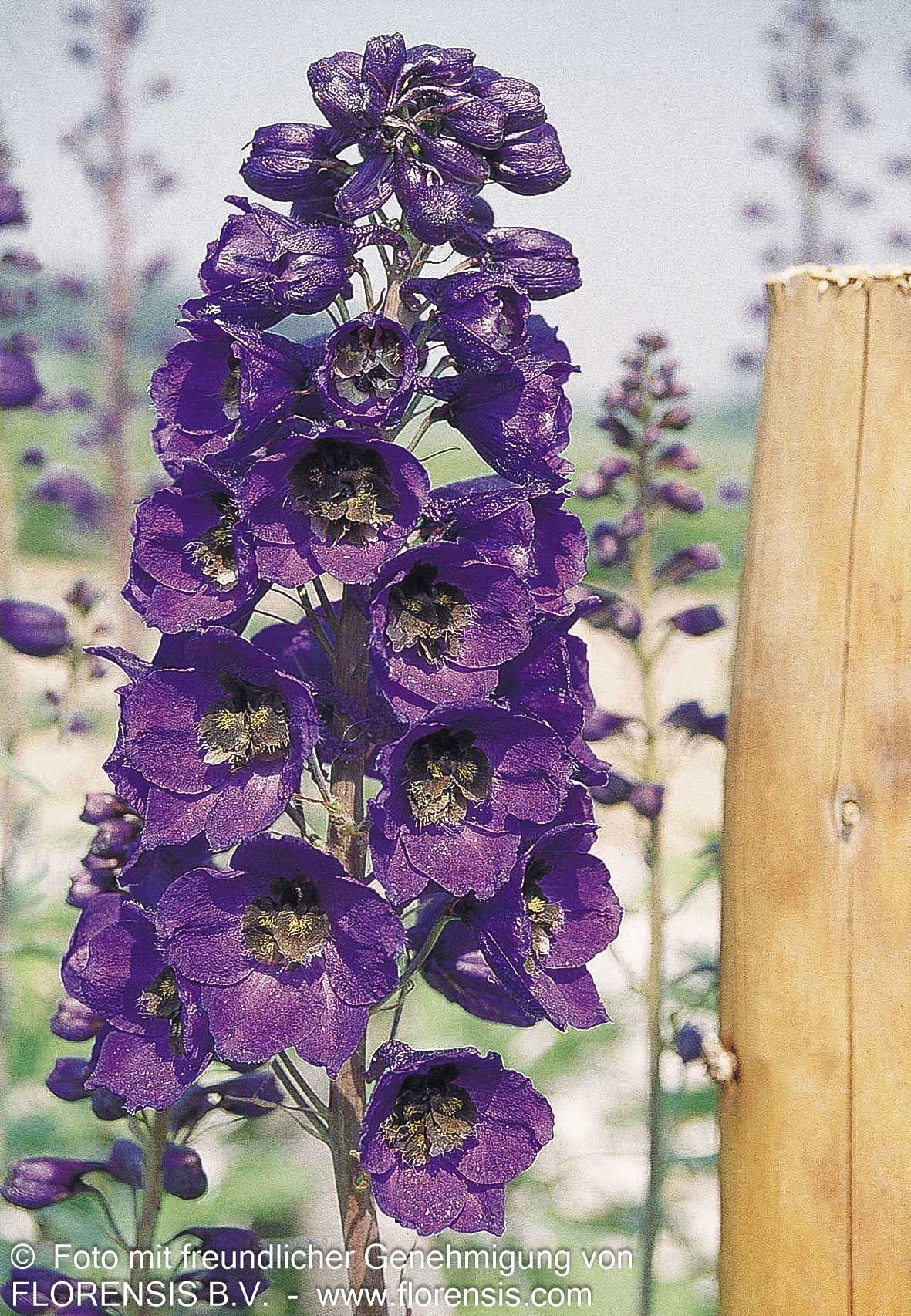 Pacific-Rittersporn 'Black Knight' (Delphinium Pacific)