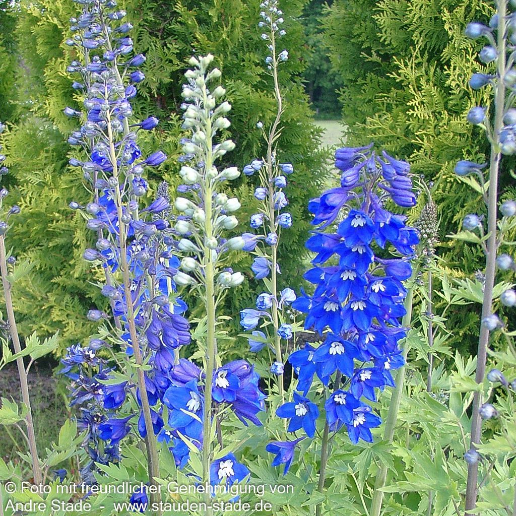 Pacific-Rittersporn 'Blue Bird' (Delphinium Pacific)