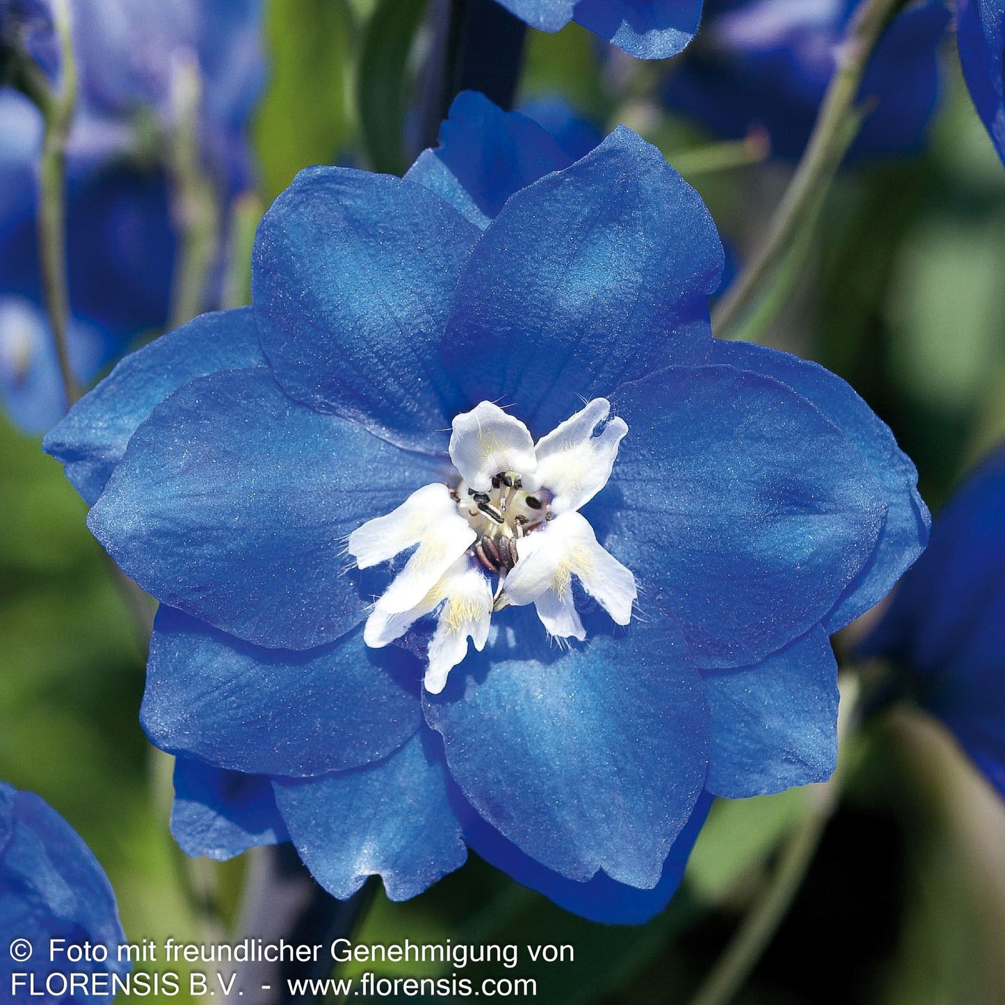 Pacific-Rittersporn 'Blue Bird' (Delphinium Pacific)