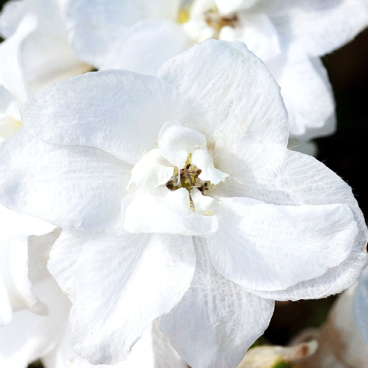 Pacific-Rittersporn 'Galahad' (Delphinium Pacific)
