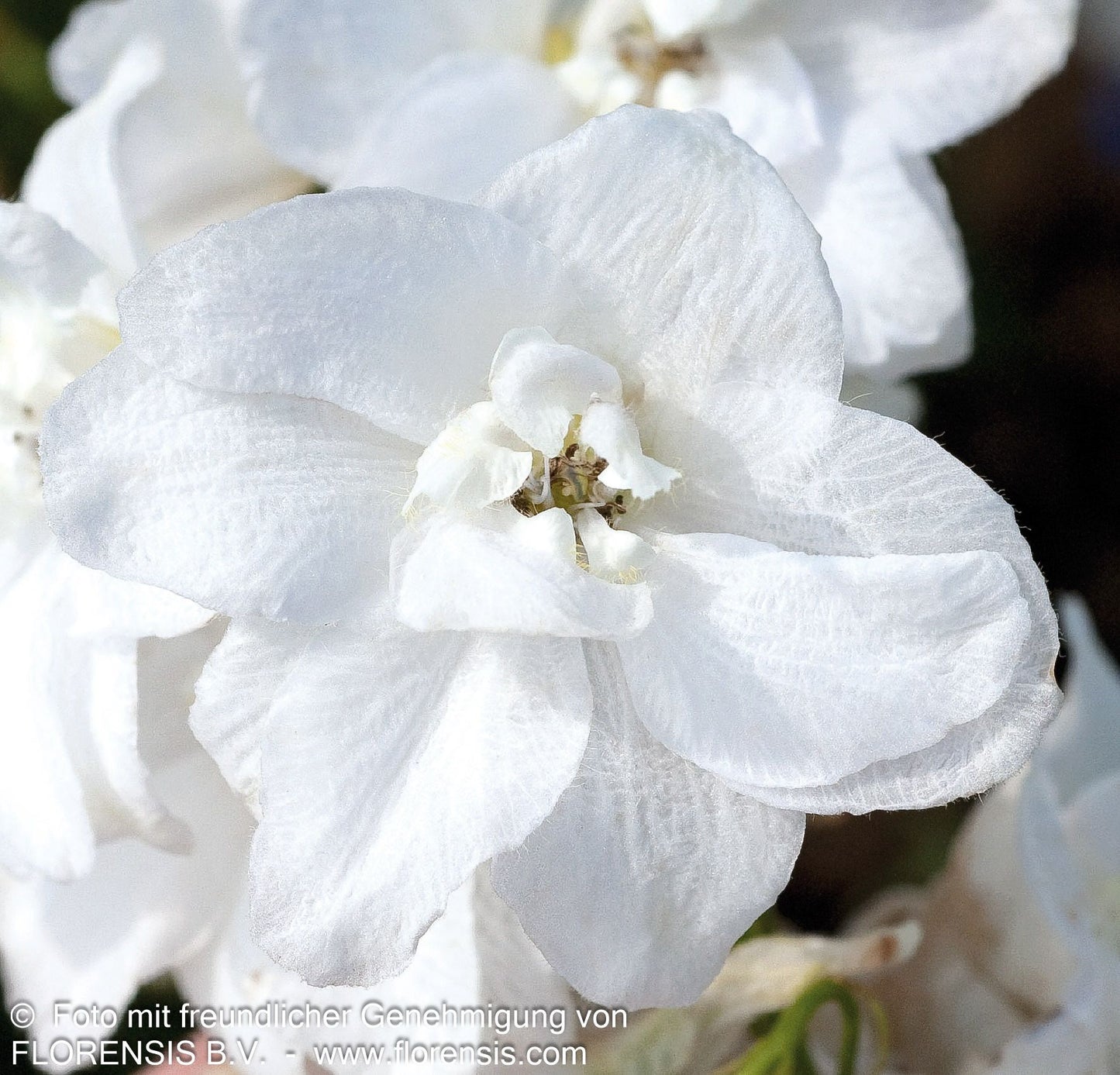Pacific-Rittersporn 'Galahad' (Delphinium Pacific)