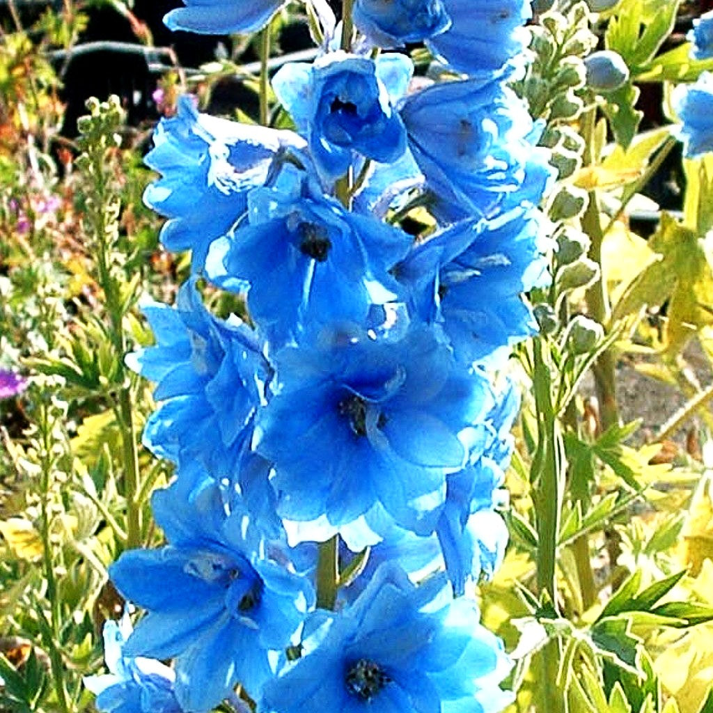 Pacific-Rittersporn 'Summer Skies' (Delphinium Pacific)