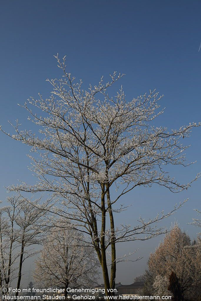 Pagoden-Hartriegel (Cornus controversa)