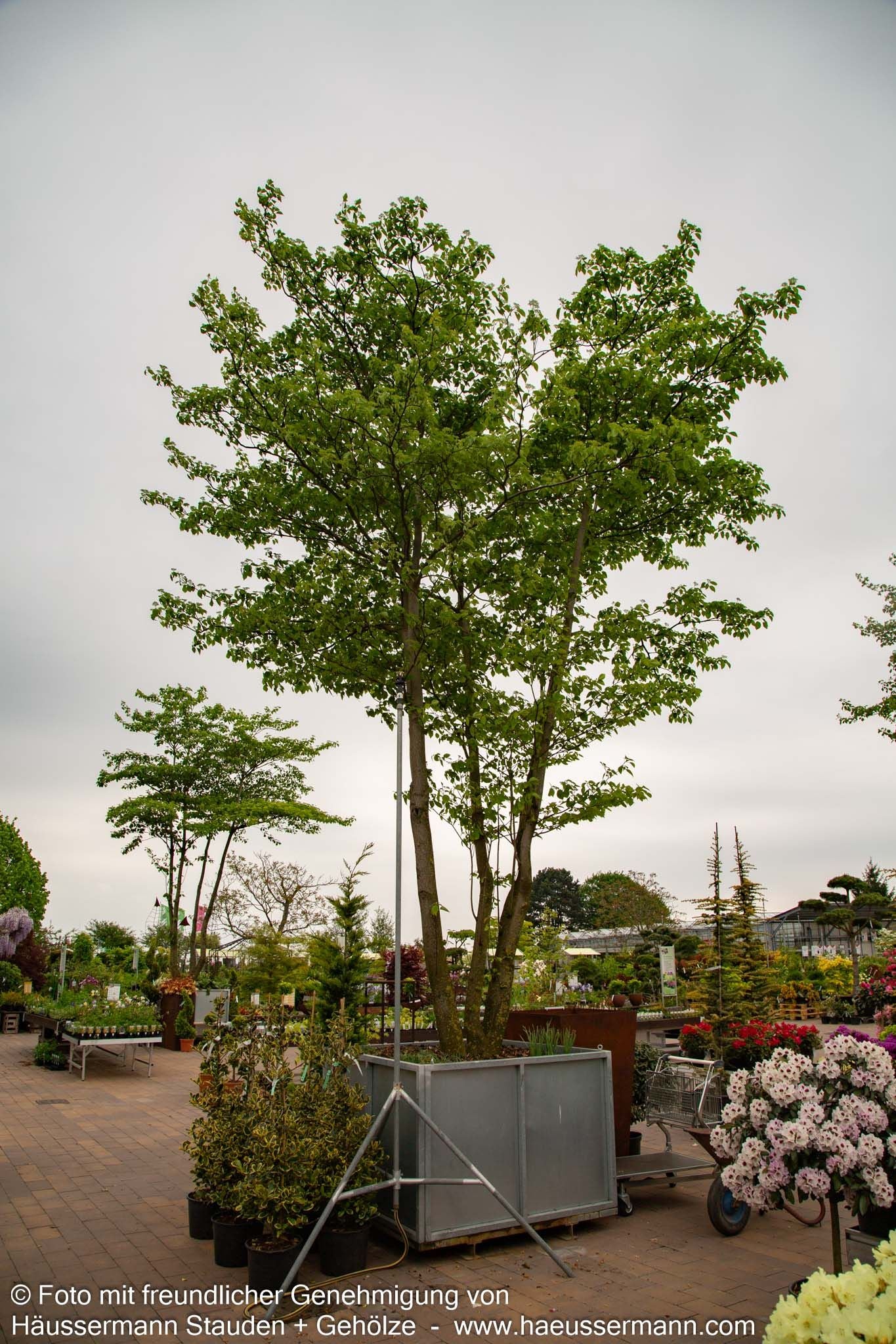 Pagoden-Hartriegel (Cornus controversa)