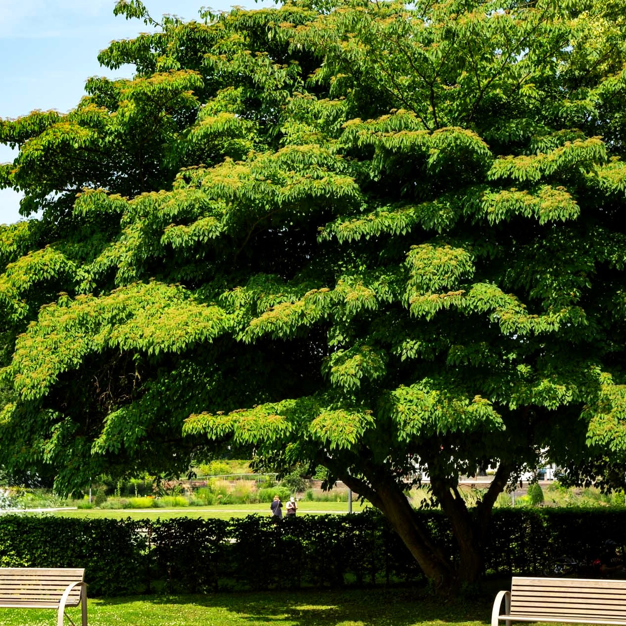 Pagoden-Hartriegel (Cornus controversa)