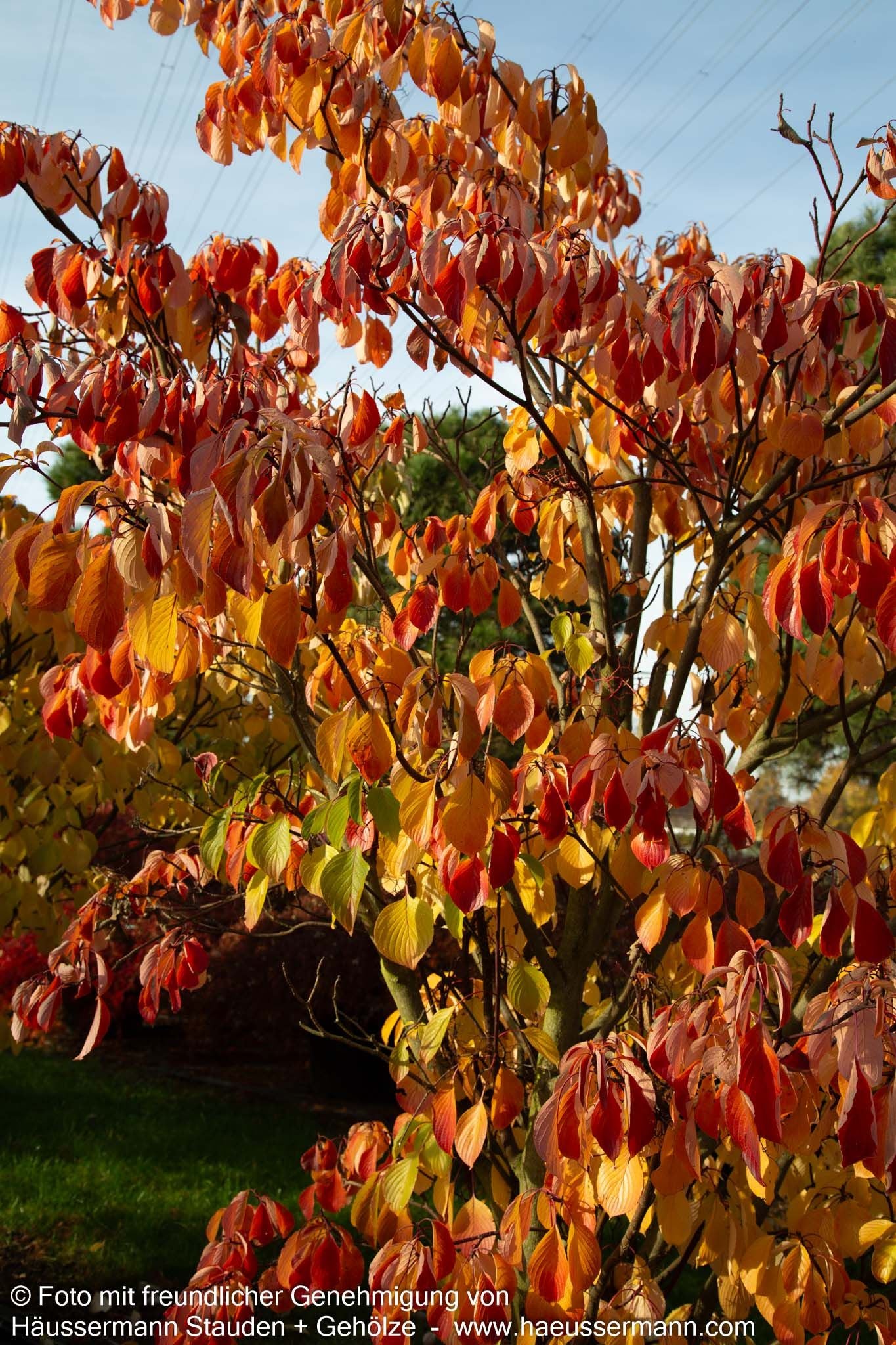 Pagoden-Hartriegel 'Pagoda' (Cornus controversa)