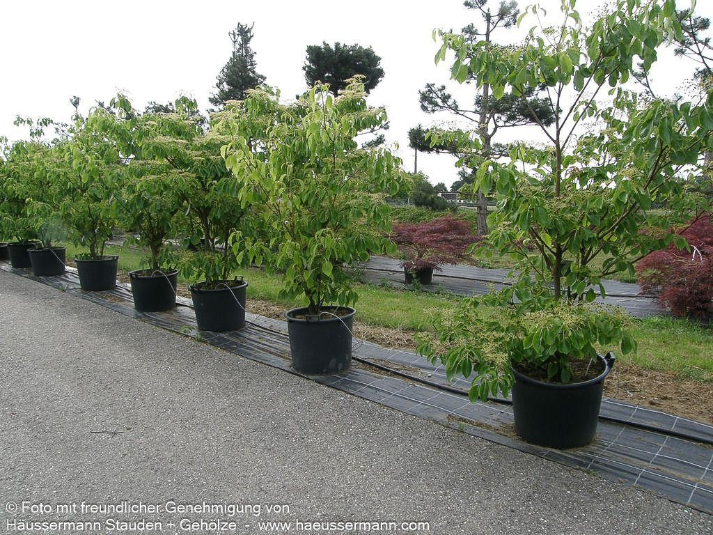 Pagoden-Hartriegel 'Pagoda' (Cornus controversa)