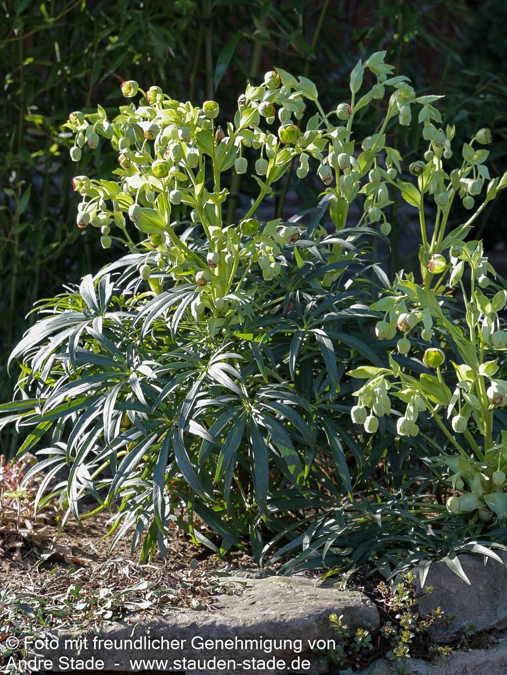 Palmblatt-Nieswurz (Helleborus foetidus)