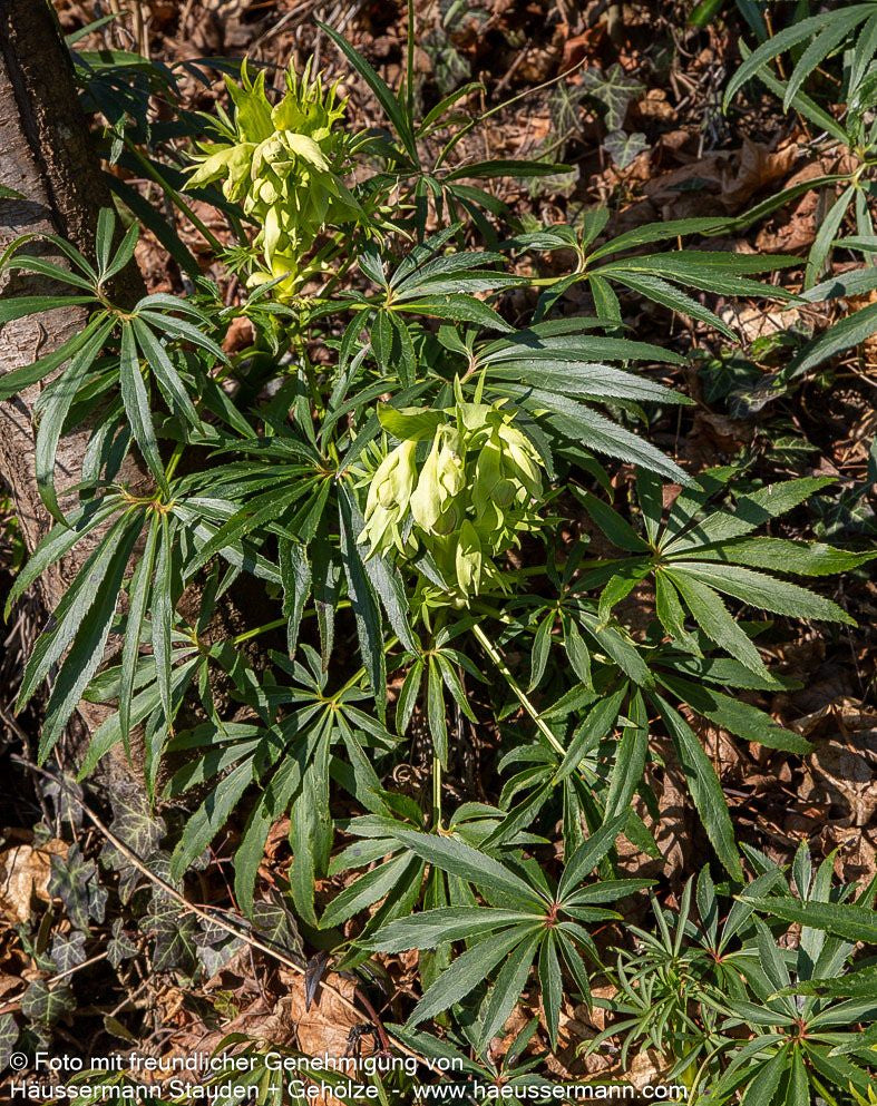 Palmblatt-Nieswurz (Helleborus foetidus)