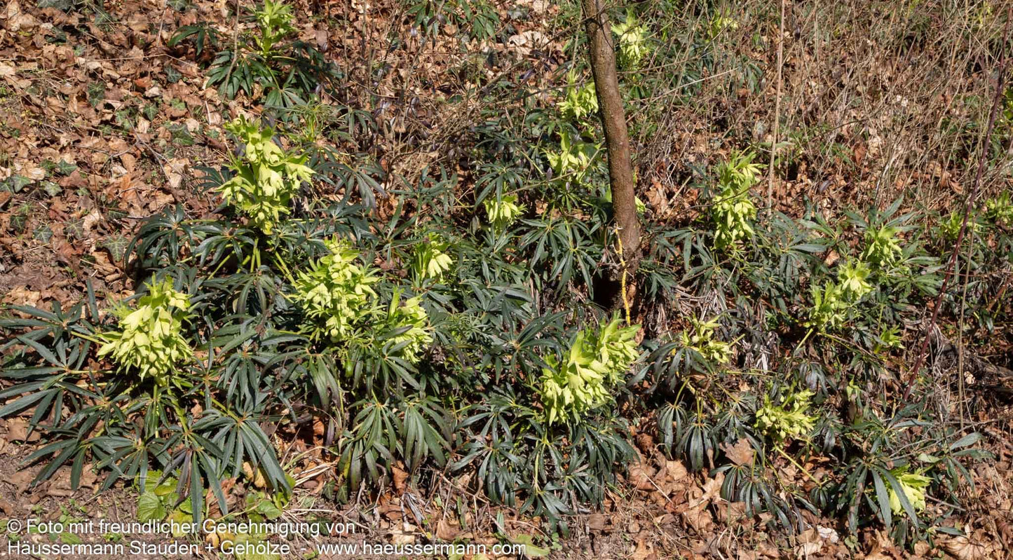 Palmblatt-Nieswurz (Helleborus foetidus)