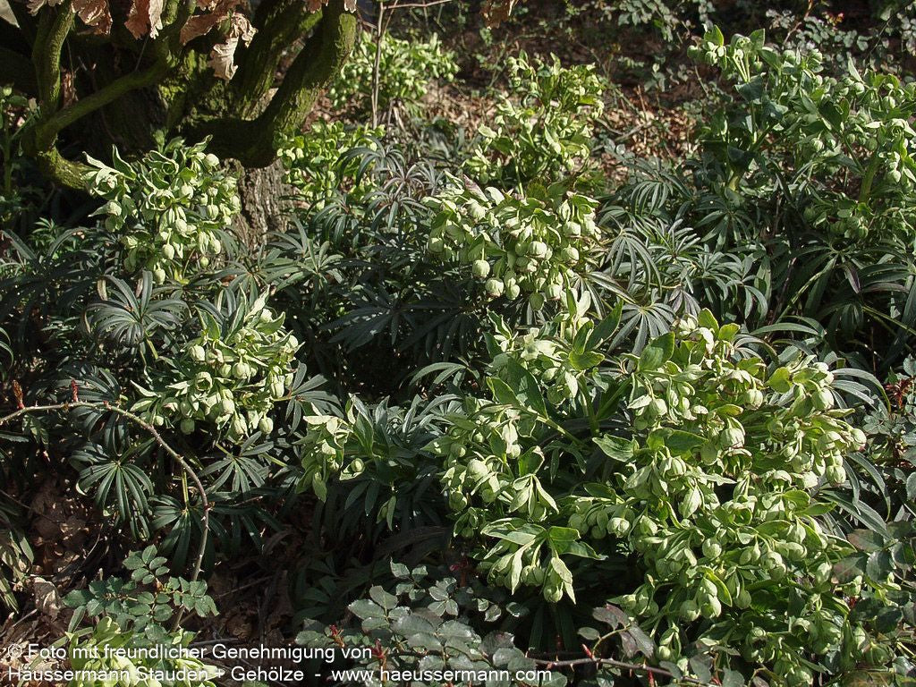 Palmblatt-Nieswurz (Helleborus foetidus)