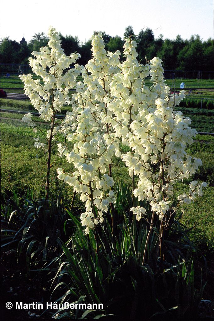 Palmlilie (Yucca filamentosa)