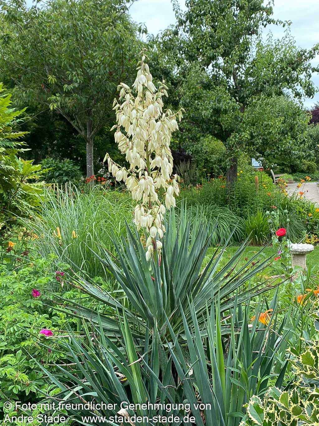 Palmlilie (Yucca filamentosa)