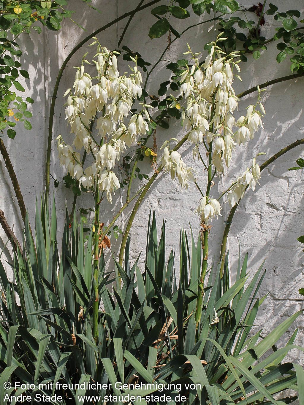 Palmlilie (Yucca filamentosa)