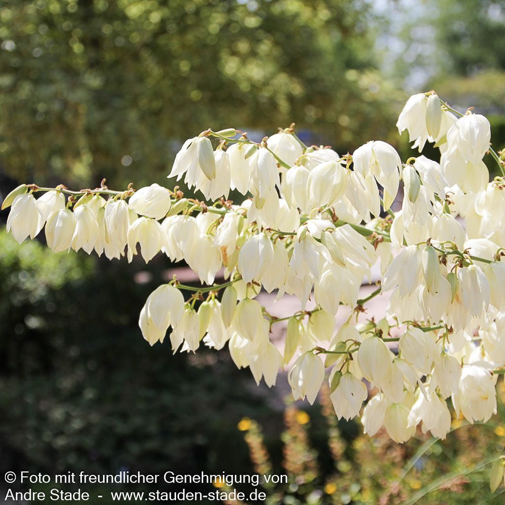 Palmlilie (Yucca filamentosa)