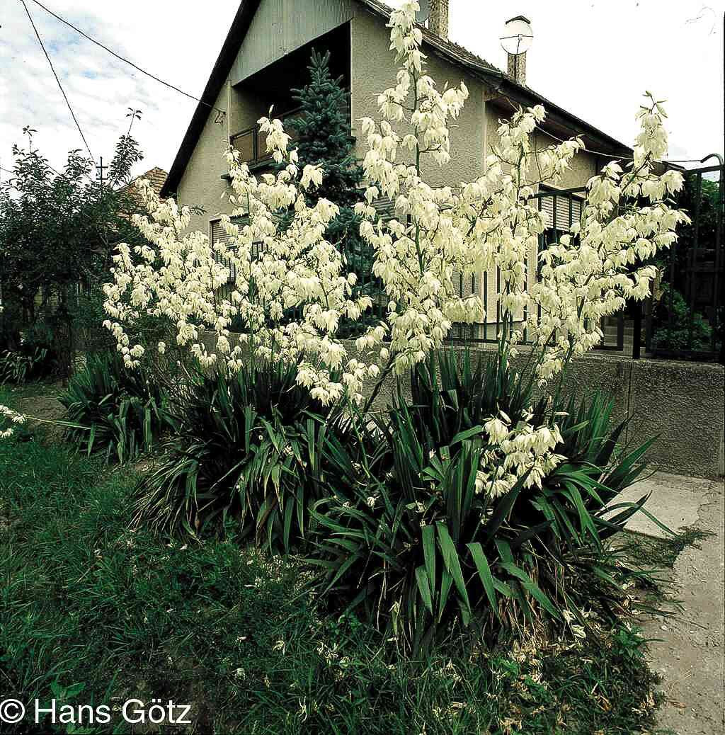 Palmlilie (Yucca filamentosa)