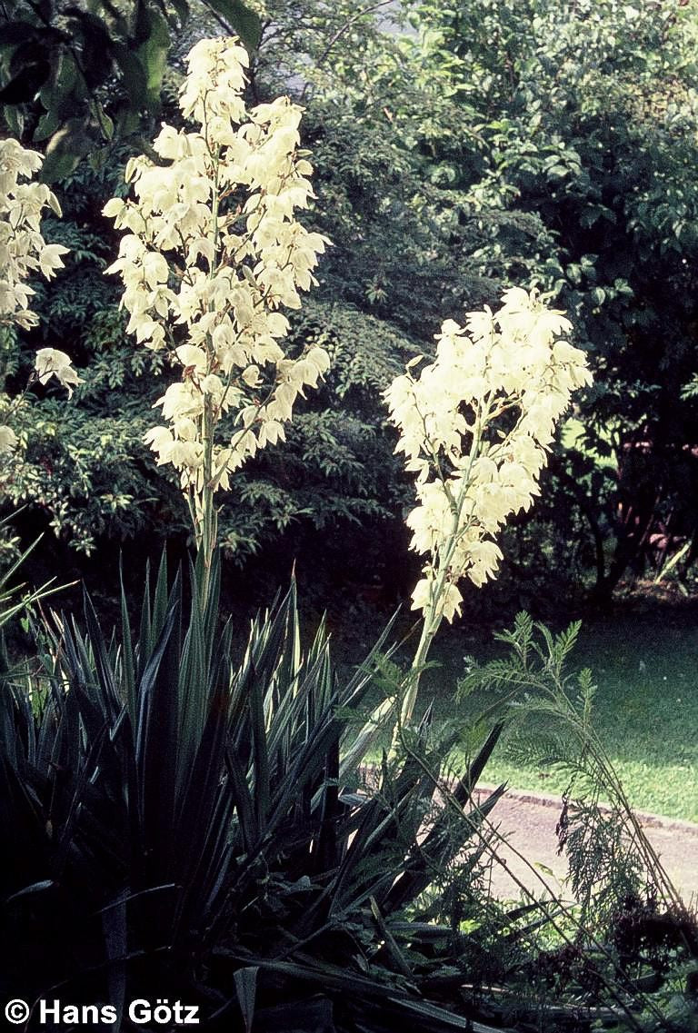 Palmlilie (Yucca filamentosa)