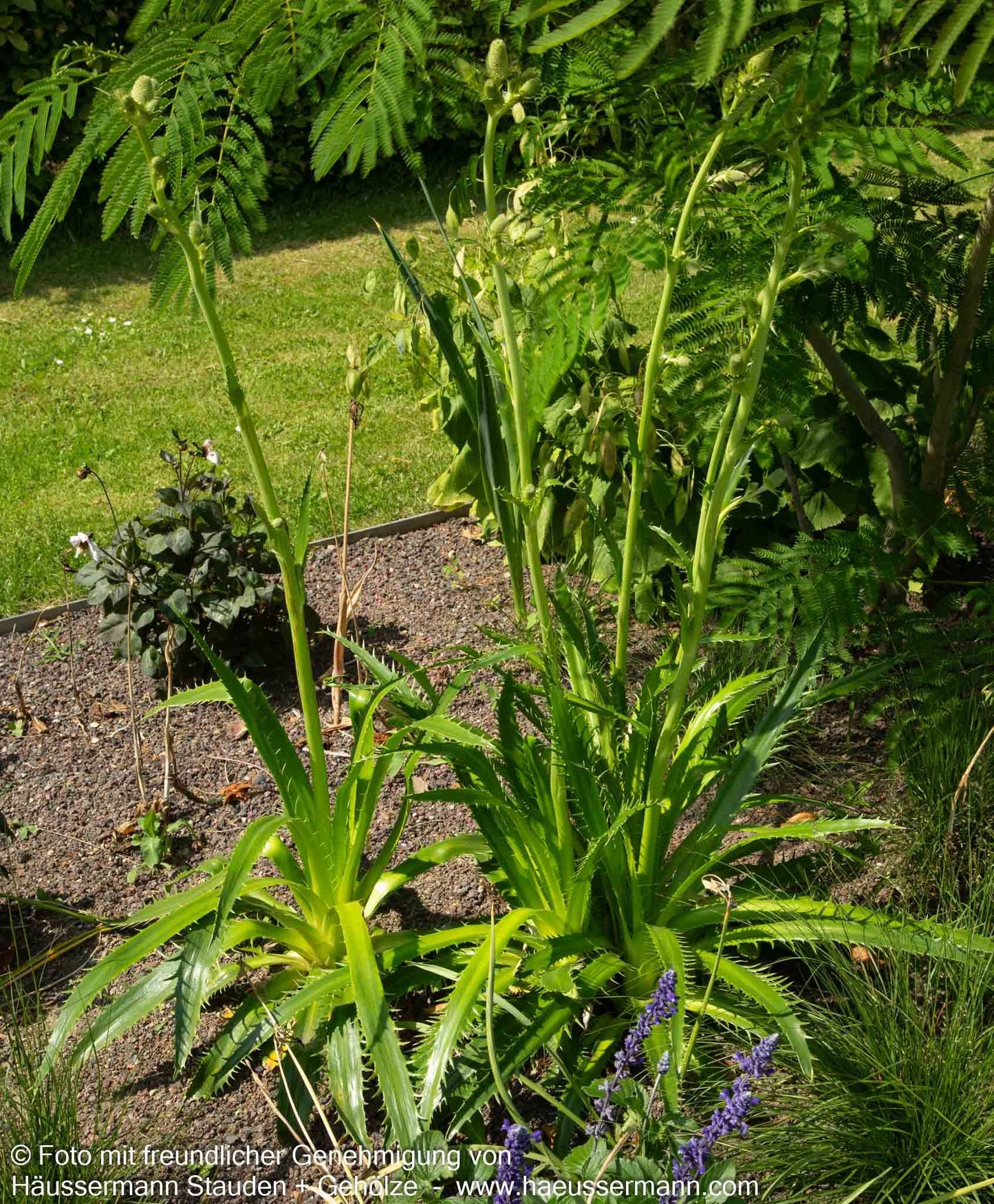 Palmlilienblättrige Edeldistel (Eryngium yuccifolium)