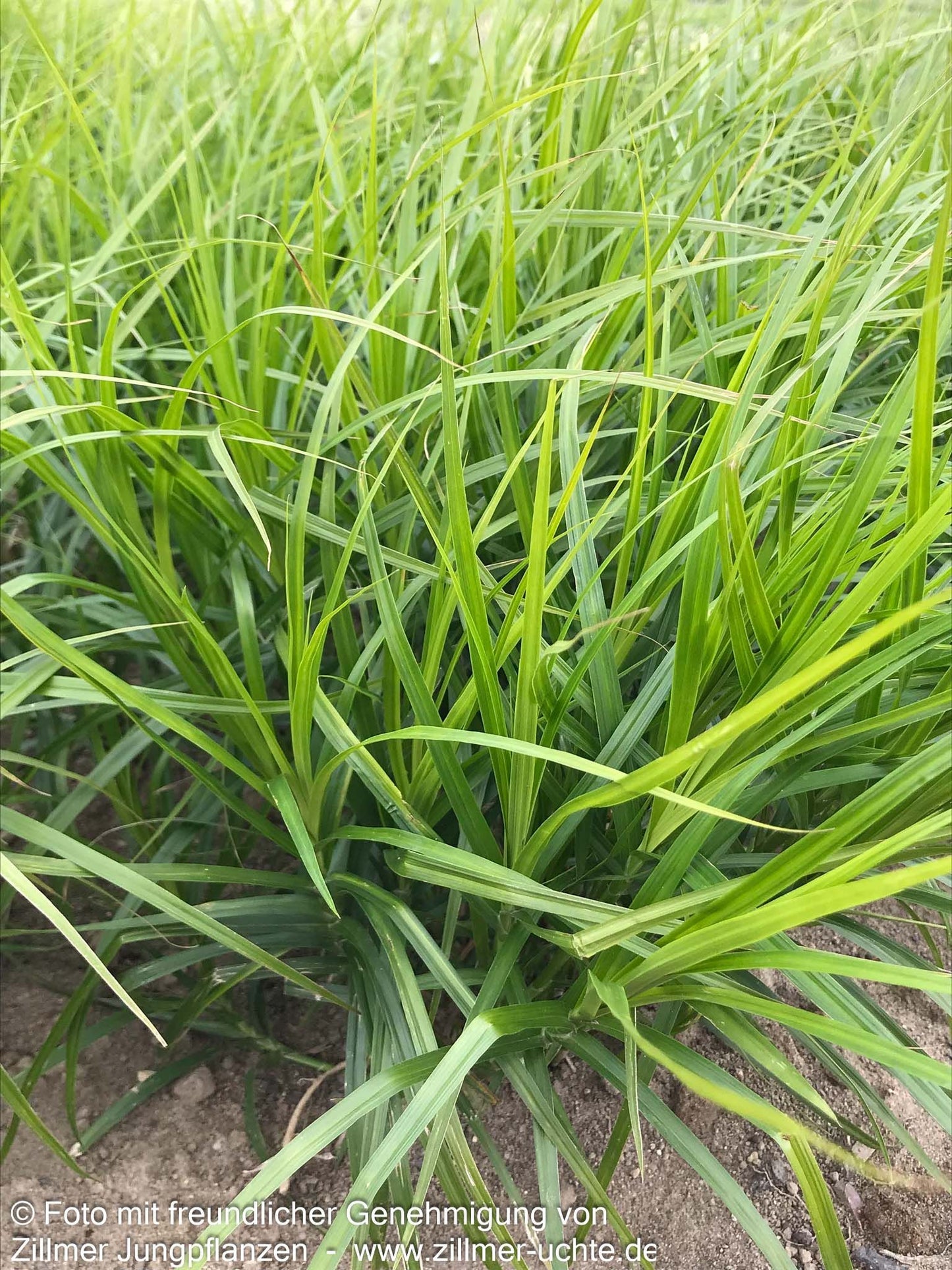 Palmwedel-Segge (Carex muskingumensis)