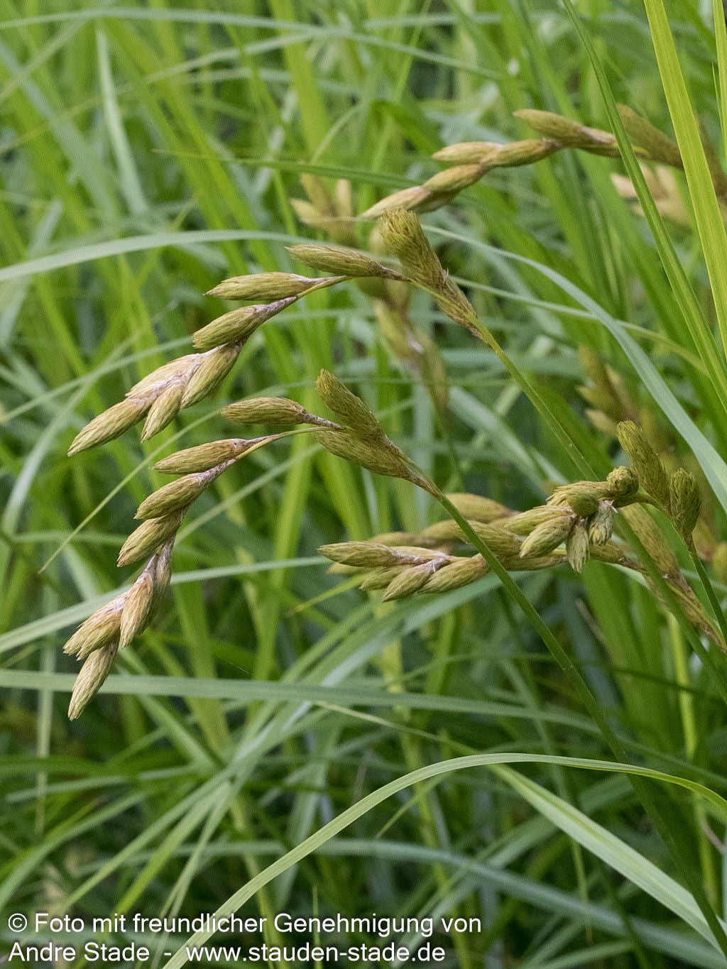 Palmwedel-Segge (Carex muskingumensis)