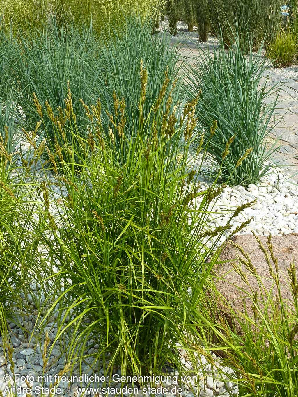 Palmwedel-Segge (Carex muskingumensis)