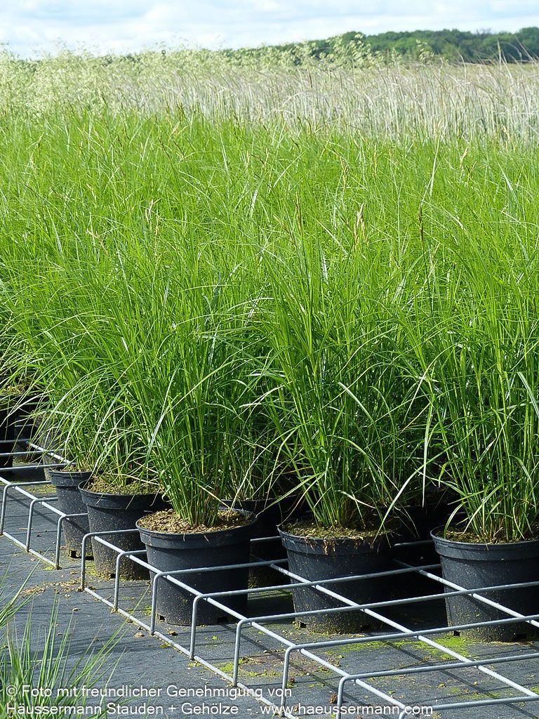 Palmwedel-Segge (Carex muskingumensis)