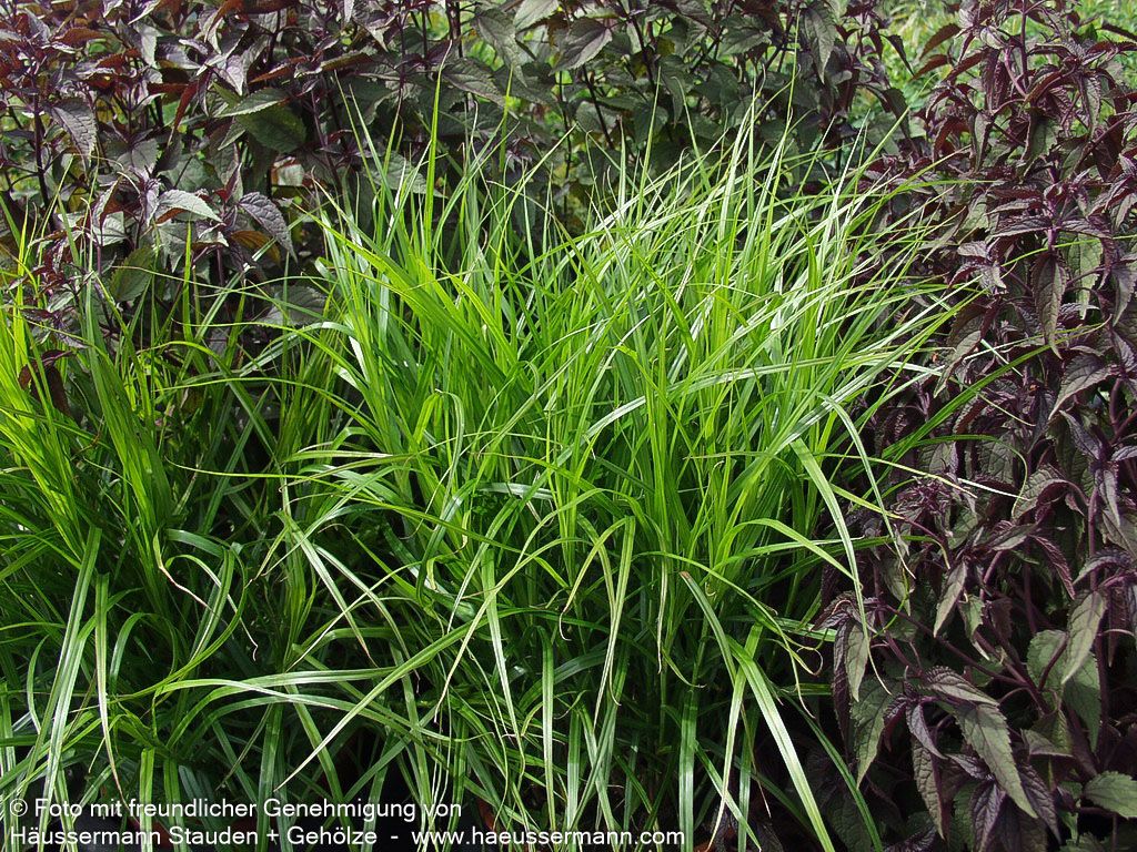 Palmwedel-Segge (Carex muskingumensis)