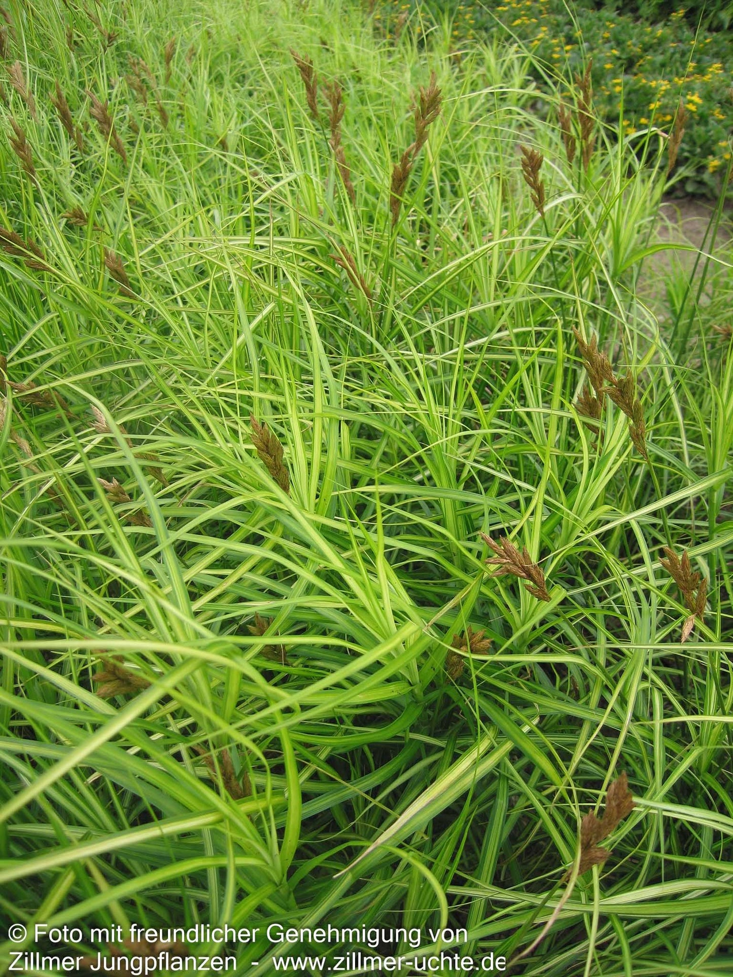 Palmwedel-Segge 'Silberstreif' (Carex muskingumensis)