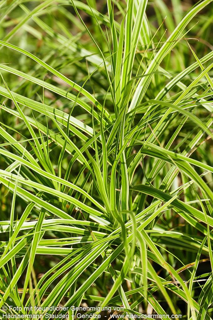 Palmwedel-Segge 'Silberstreif' (Carex muskingumensis)