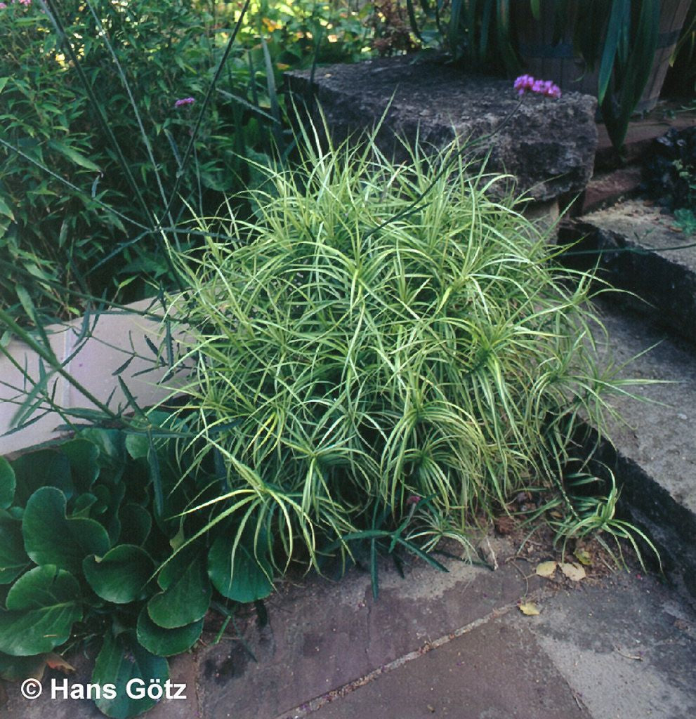 Palmwedel-Segge 'Silberstreif' (Carex muskingumensis)