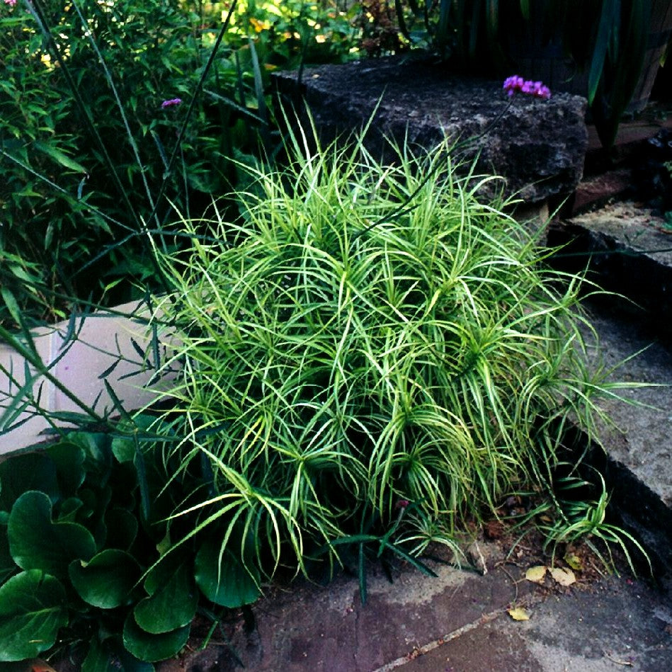 Palmwedel-Segge 'Silberstreif' (Carex muskingumensis)